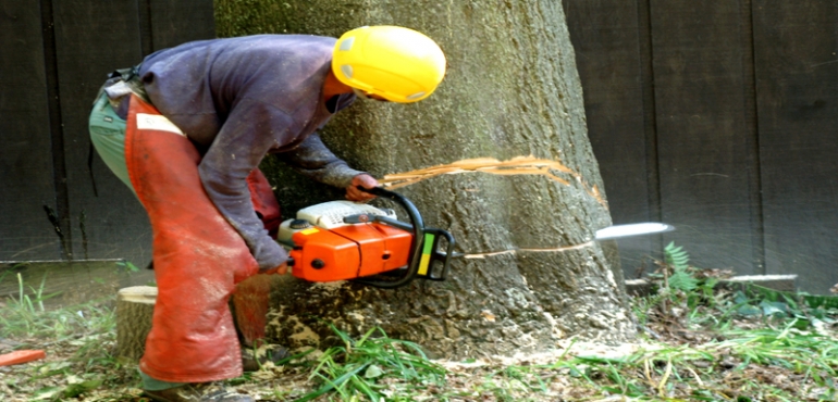 How To Use Tree Pruning To Improve Fruit Production